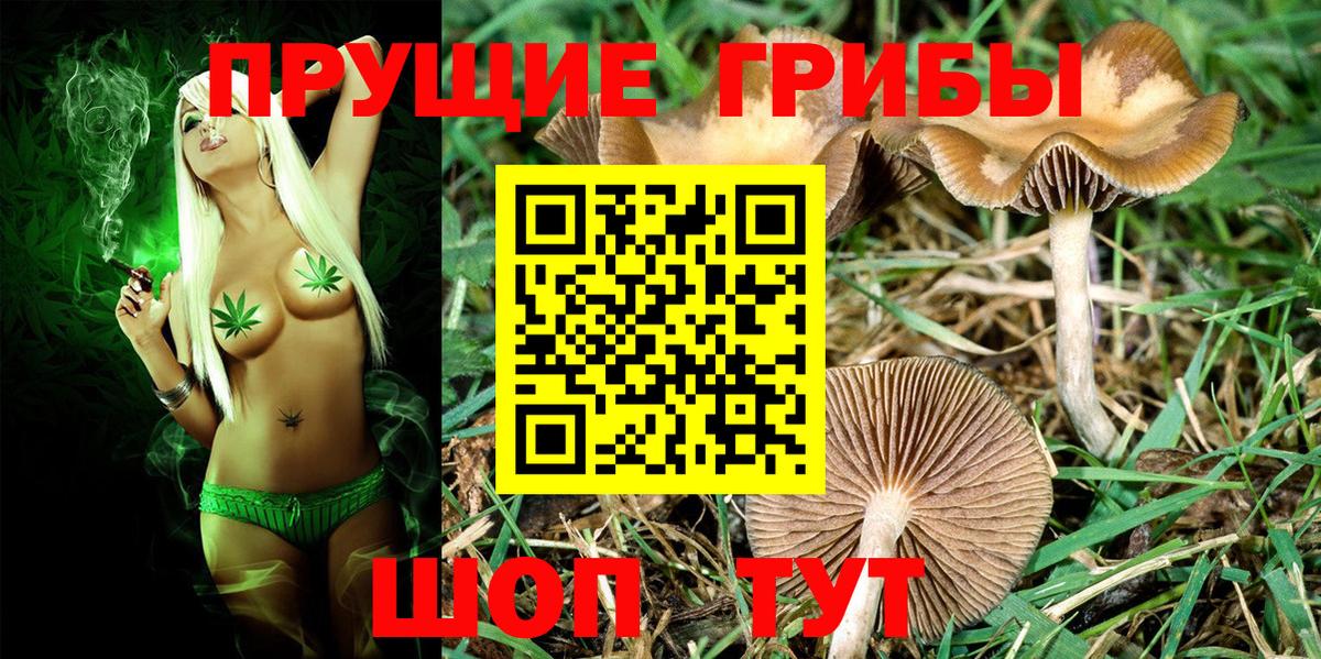 Губкин  Галлюциногенные грибы Psilocybe  Вход с VPN 